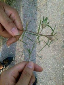 การละเล่นไทย