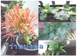 เสริมดวง
