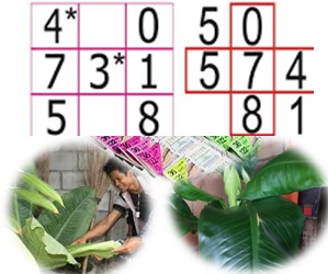 ต้นเศรษฐีวิลสัน 