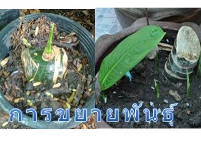 ต้นเศรษฐีวิลสัน 