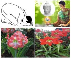 ว่านสี่ทิศ