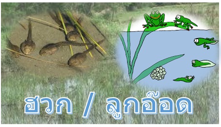 ฮวก