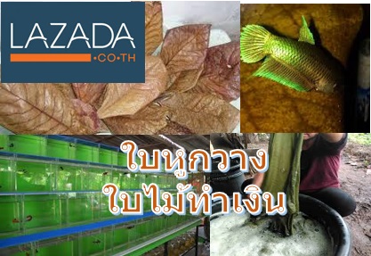 ใบ ต้นหูกวาง ในลาซาด้า