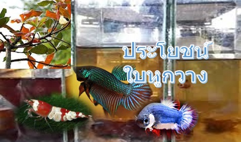 ประโยชน์ใบ ต้นหูกวาง