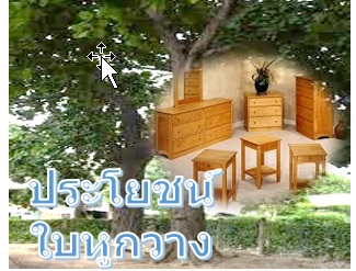 ต้นหูกวาง