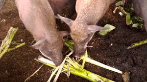 เลี้ยงหมูหลุม กล้วยสารพัดประโยชน์ 