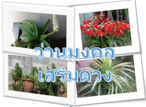 ว่านมงคล