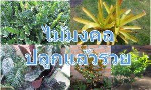 ไม้มงคล