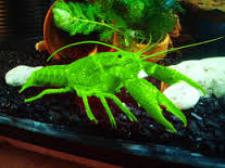 กุ้งสวยงาม