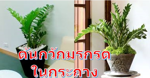 ไม้มงคลในกระถาง