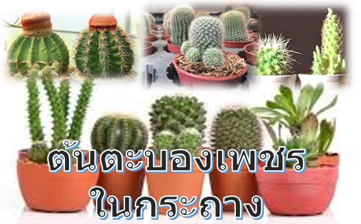 ไม้มงคลในกระถาง