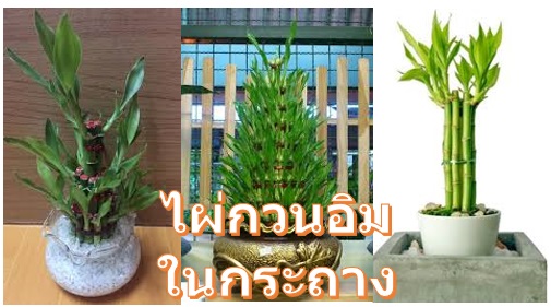 ไม้มงคลในกระถาง