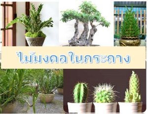 ไม้มงคลในกระถาง