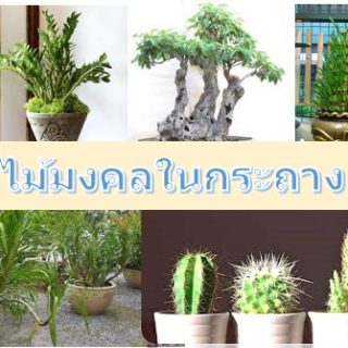 ไม้มงคลในกระถาง