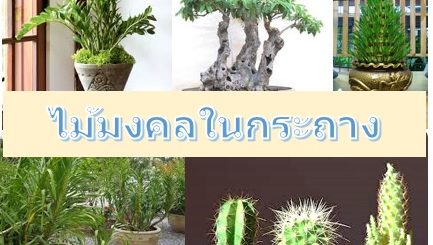 ไม้มงคลในกระถาง