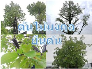 ต้นไม้มงคลยืนต้น