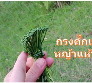 หญ้าแห้วหมู