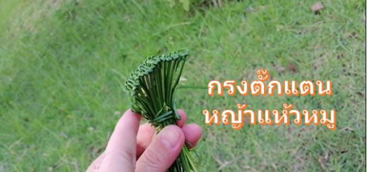 หญ้าแห้วหมู